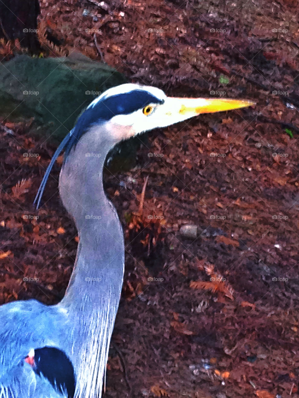 Great Blue Heron in California wetlands