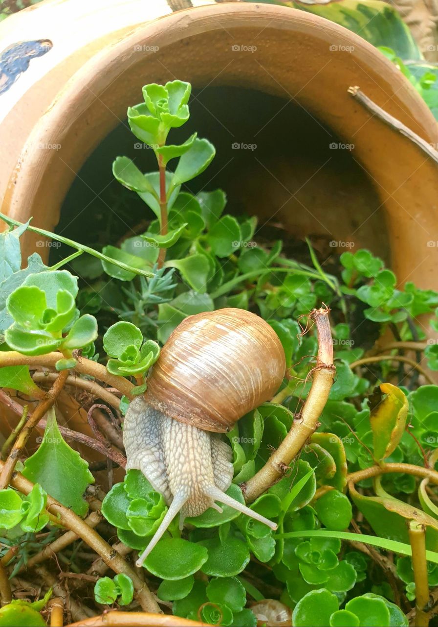 snail looking for a bigger home