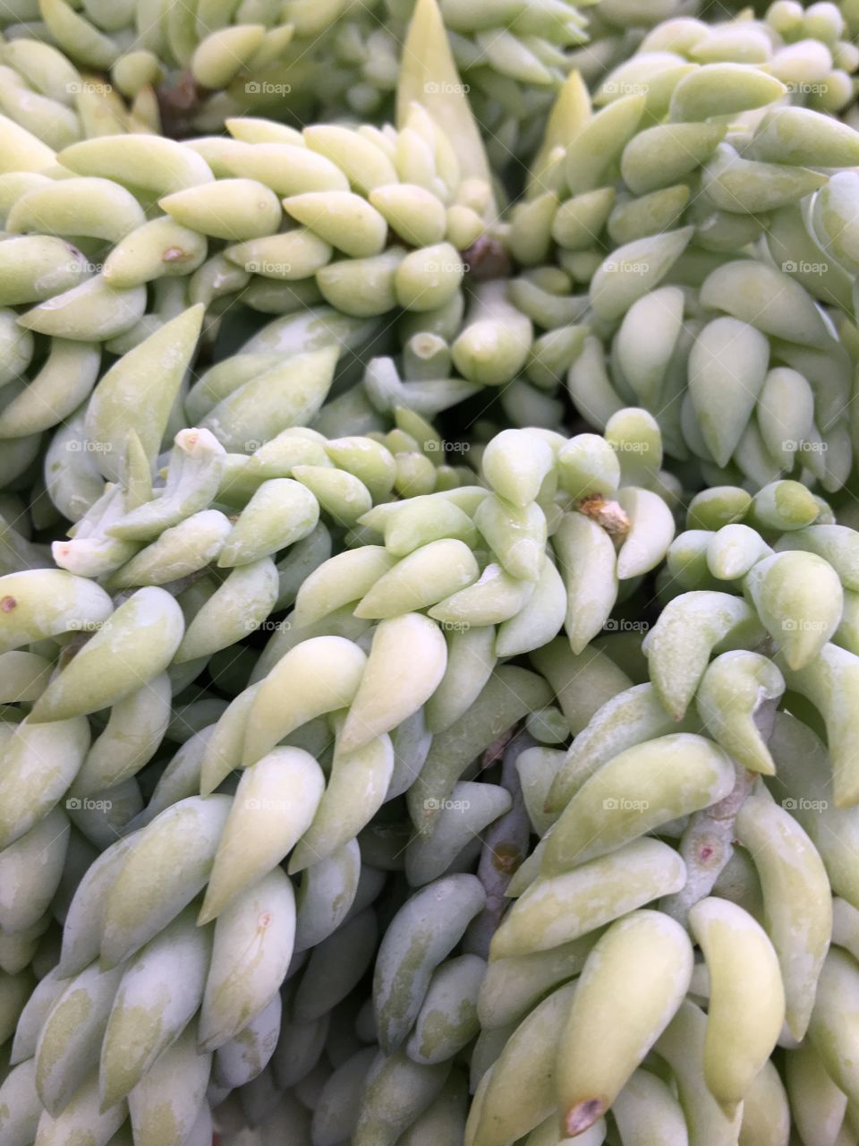 Burros Tail plant