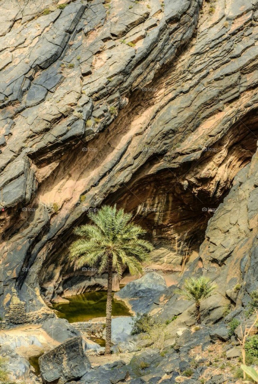 Palm next to a pool of water in the middle of the mountain