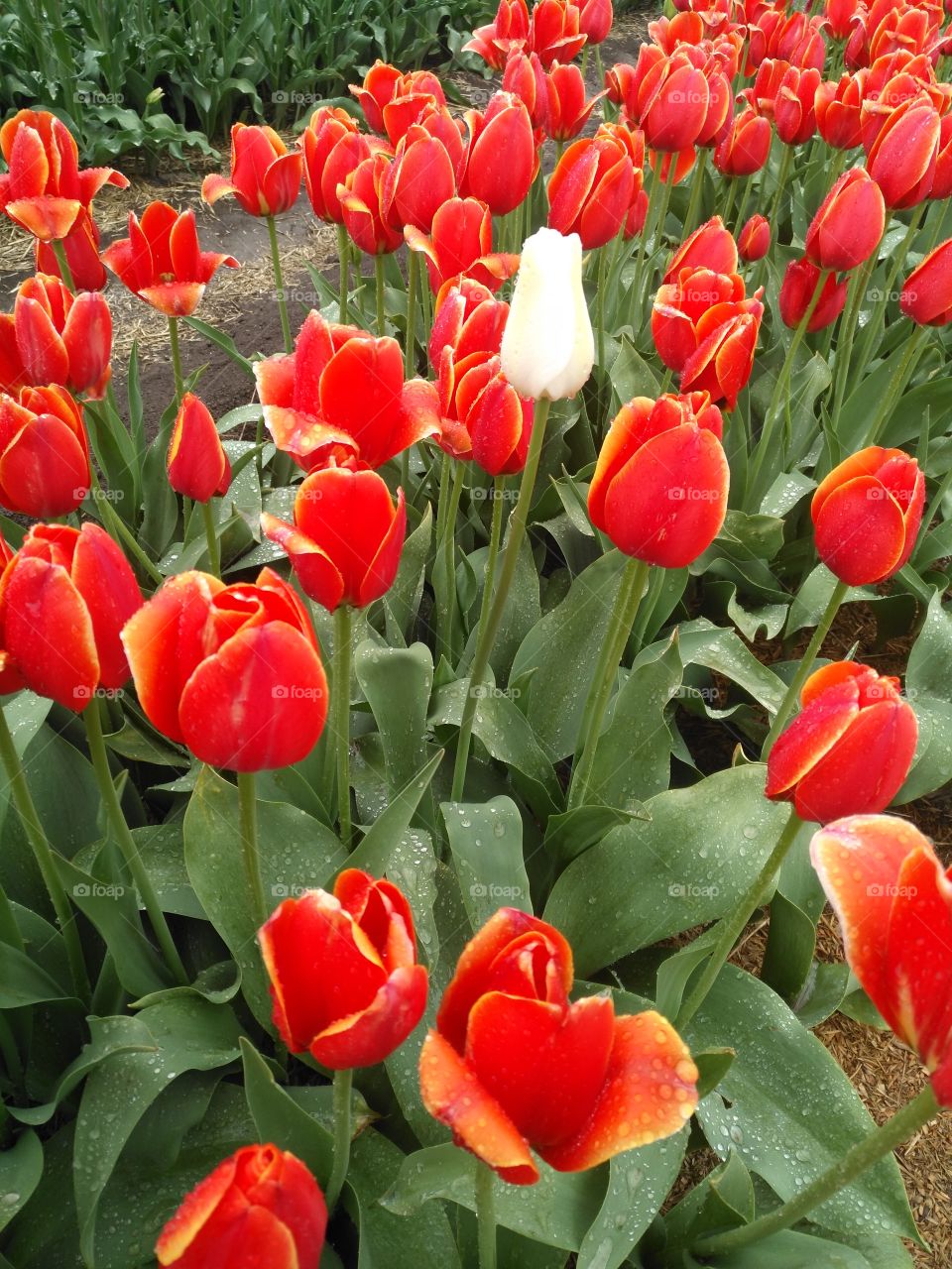 blomming and fresh tulips