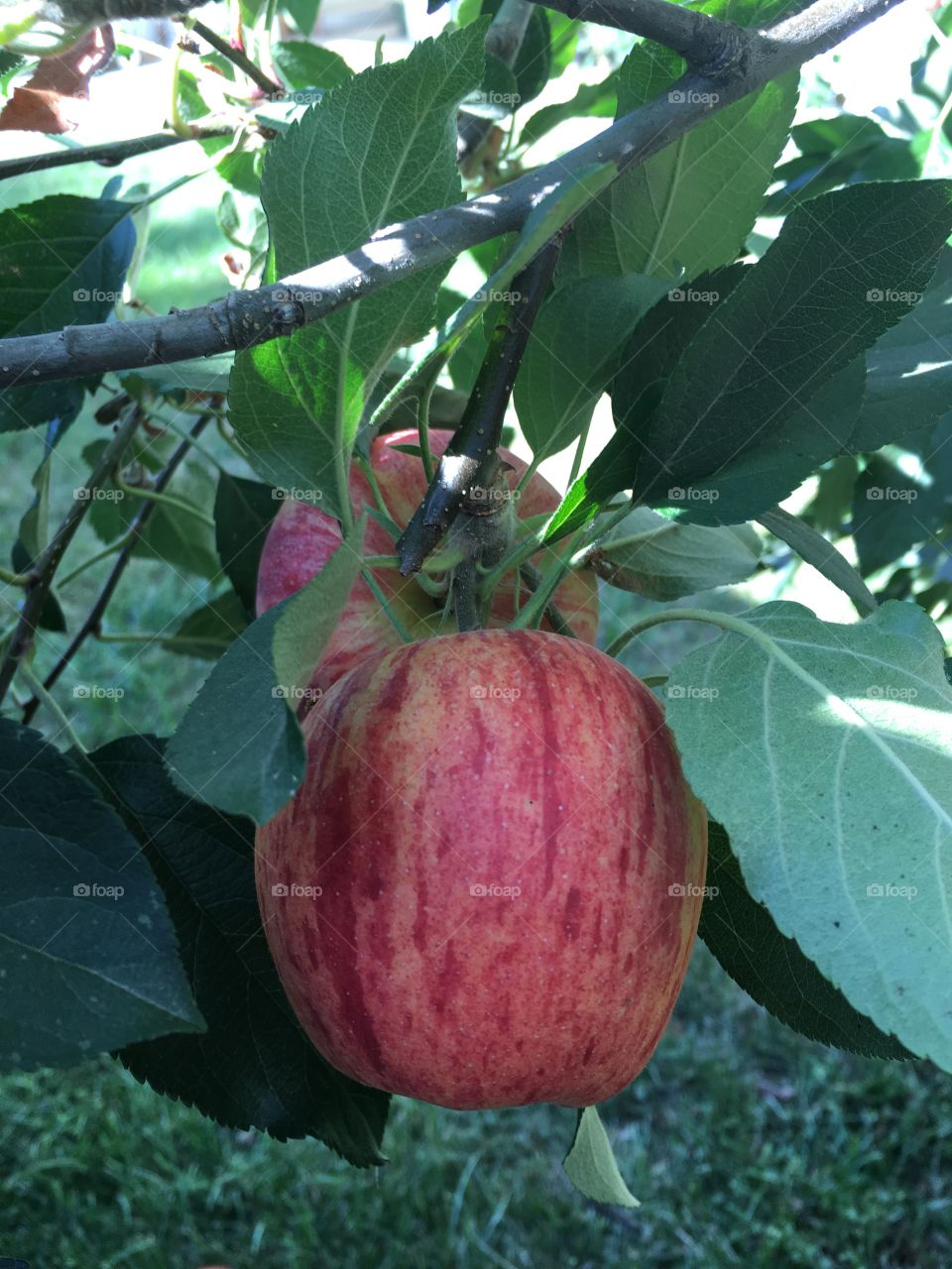 Apple tree