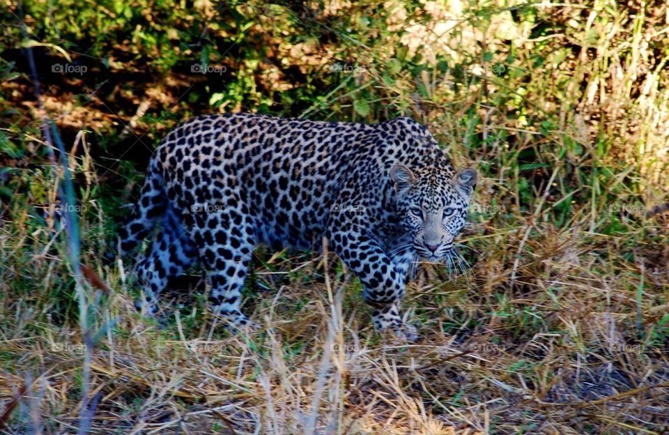 Leopard on the move