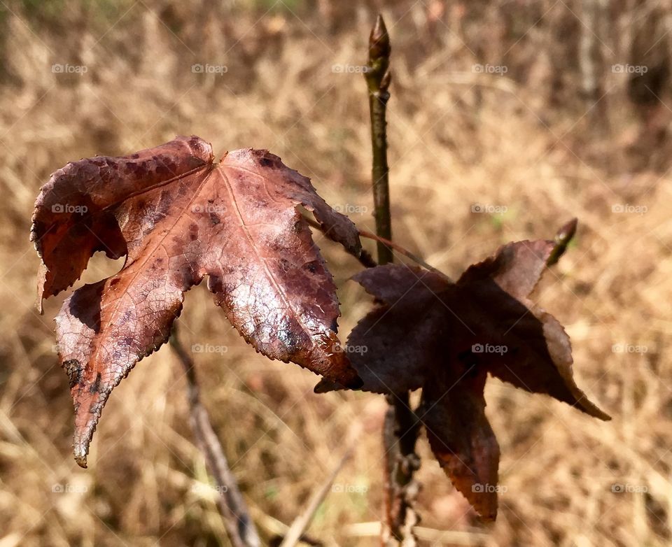 Sweet gum sapling making its way in the forest