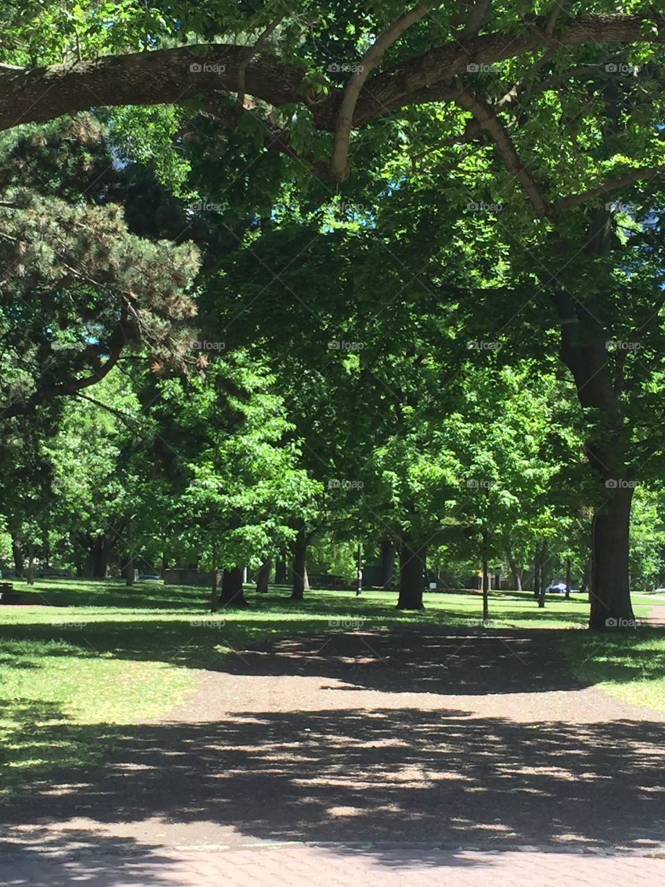 Toronto island