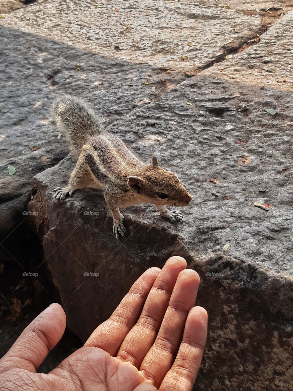 Cute and friendly squirrel