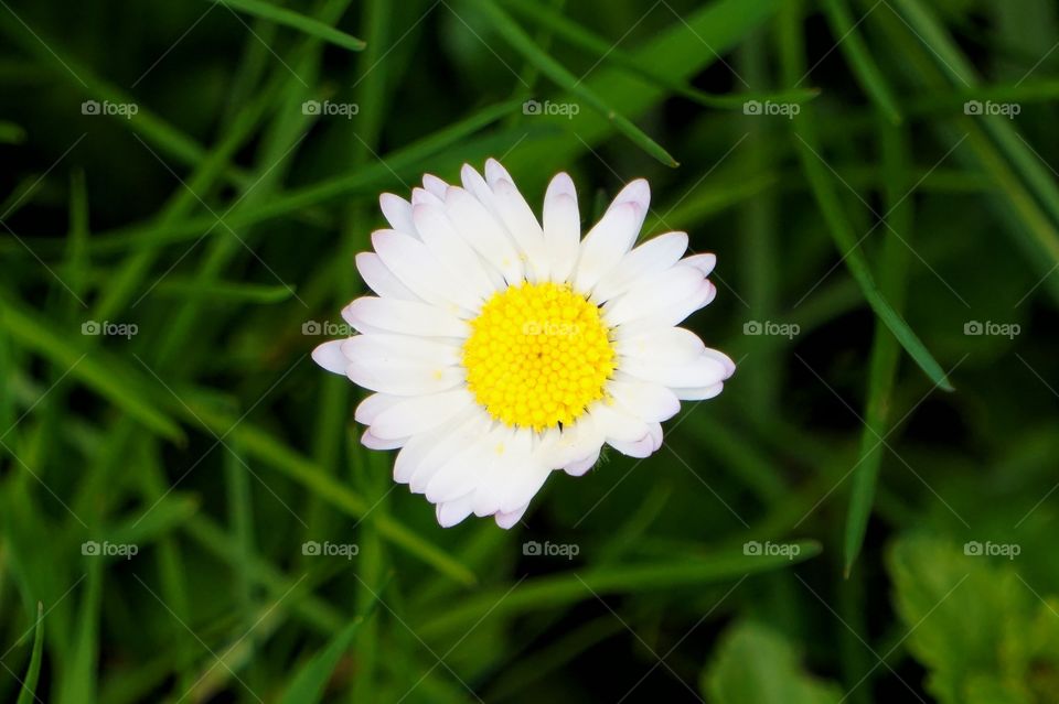 Daisy flower
