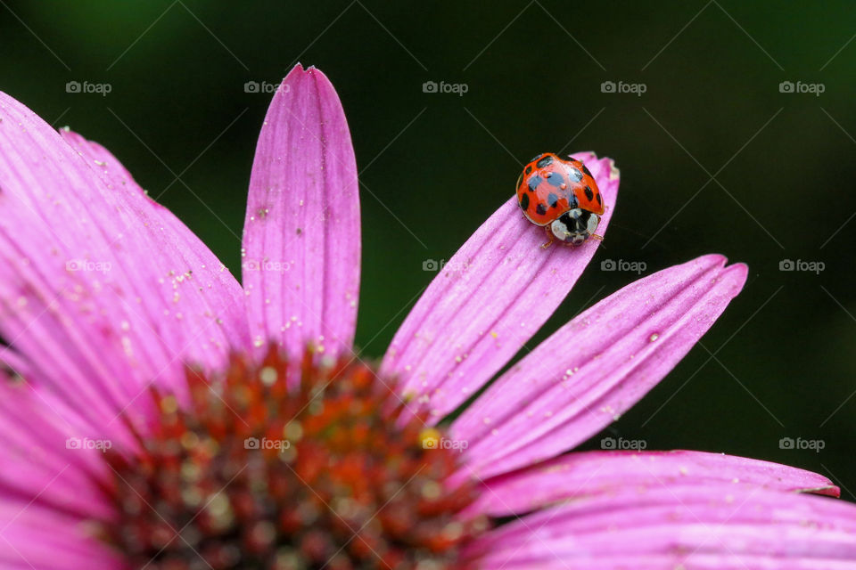 A little ladybug on a beautiful flower