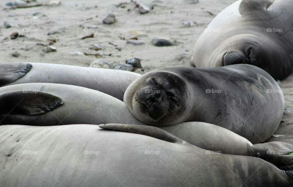 Elephant seals