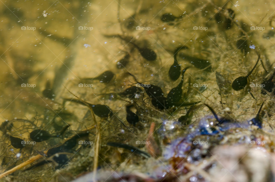 Tadpoles in Water