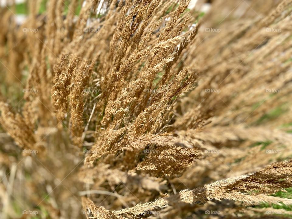 Golden-brown grasses swaying gently, indicating the approach of autumn.