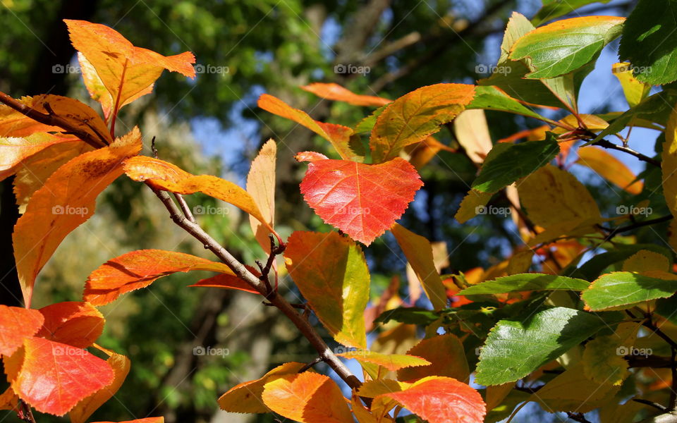 Autumn tree in the park