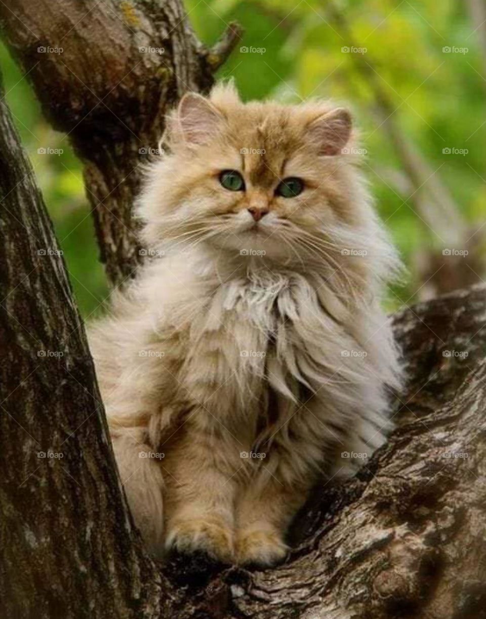 beautiful Cat 🙀