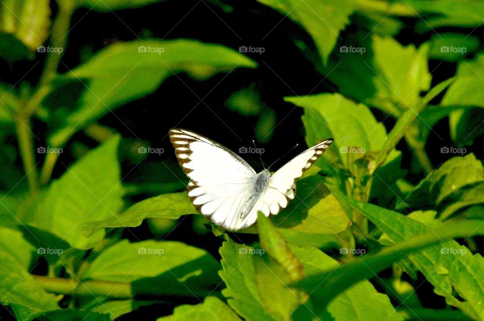 --White butterfly ....