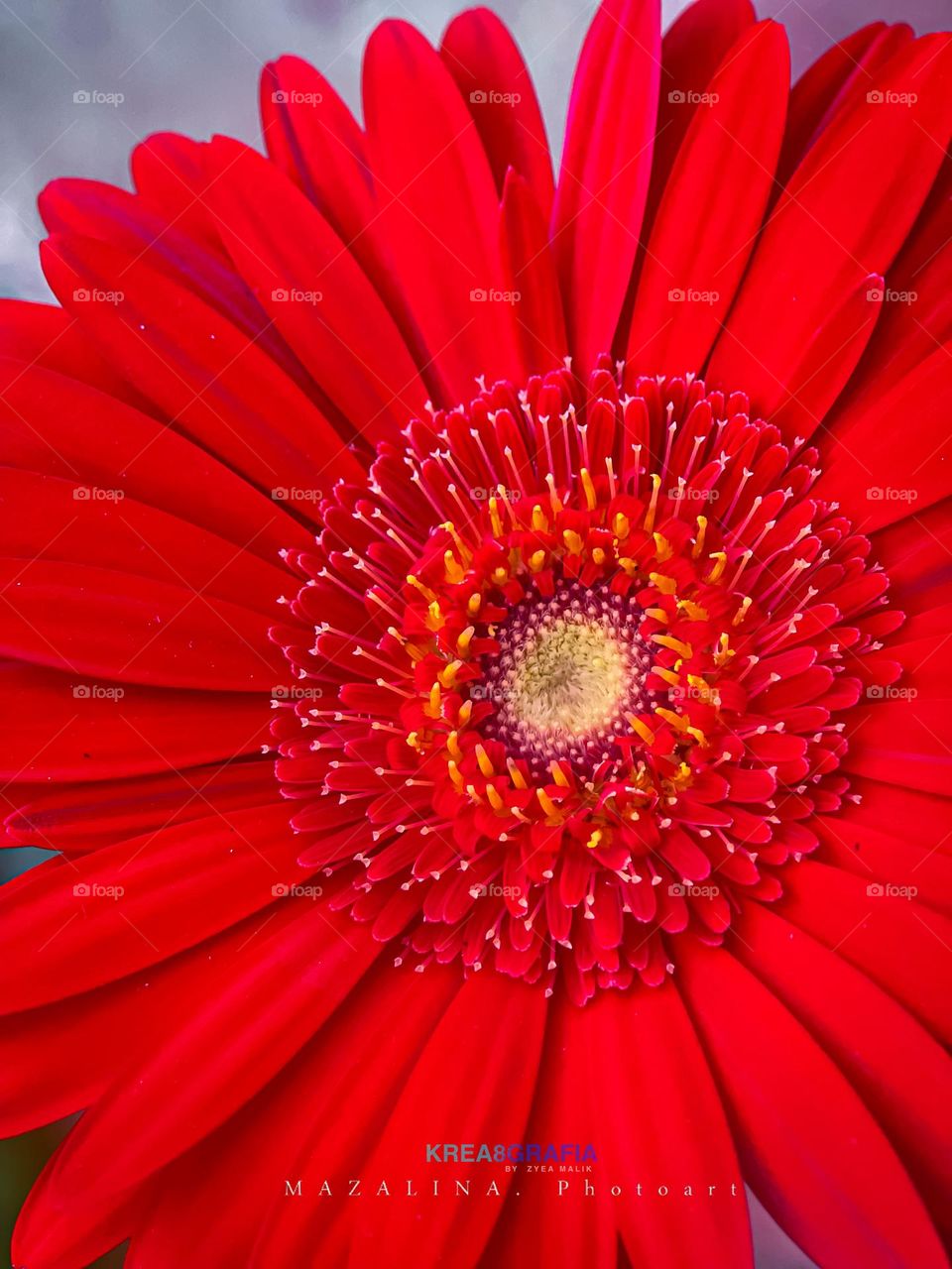 Macro view of a blooming red daisy centre. Texture and background of a flower