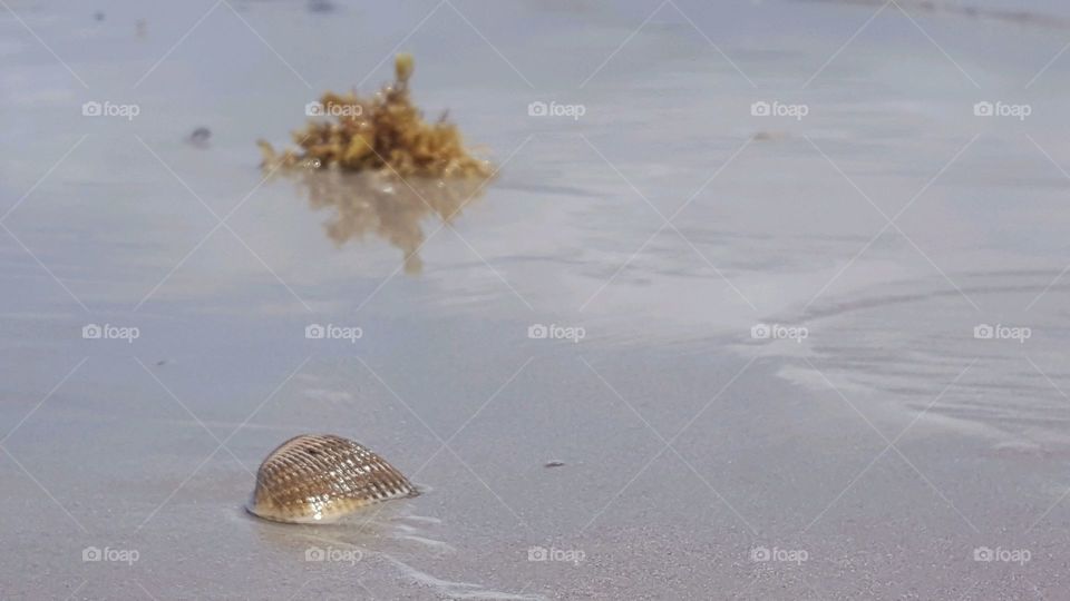 Cockel shell on sand at beach