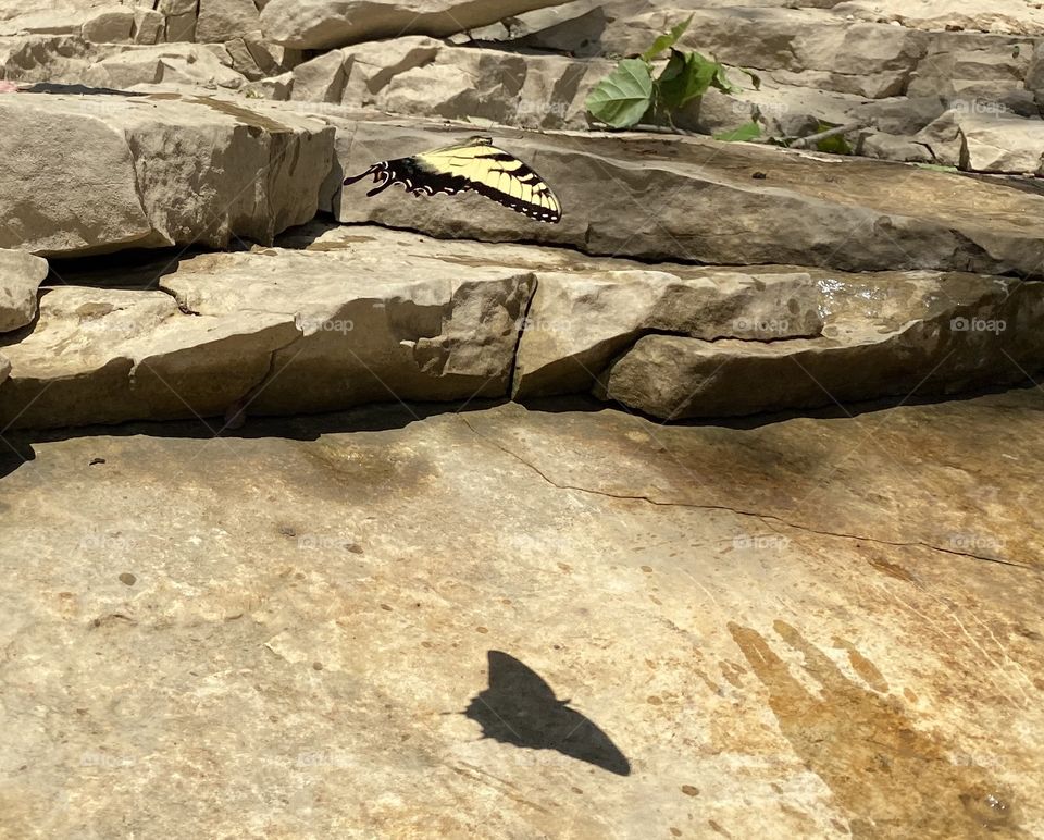 Swallowtail butterfly and it’s shadow on a sunny summer day