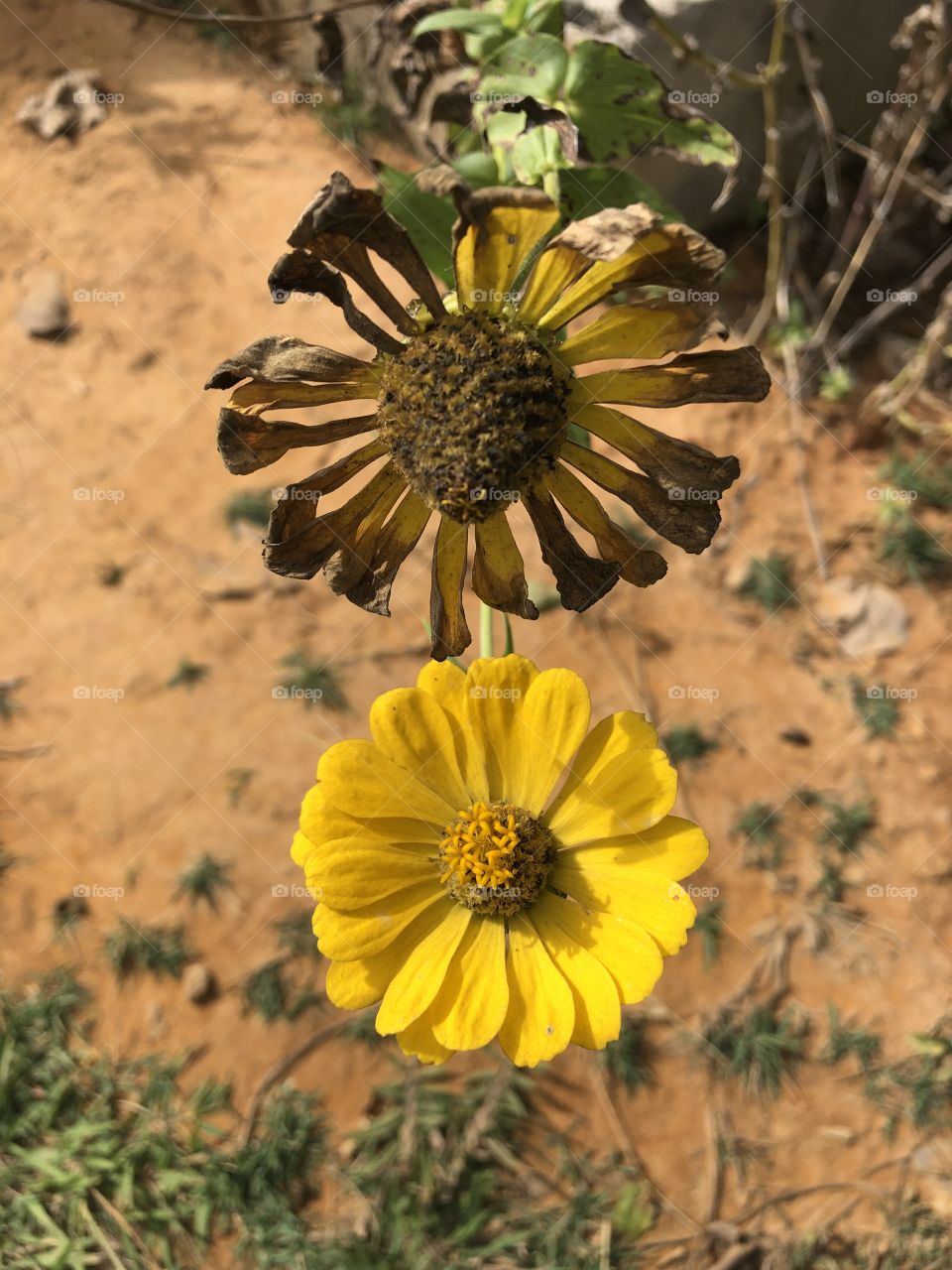 Flor moça velha 