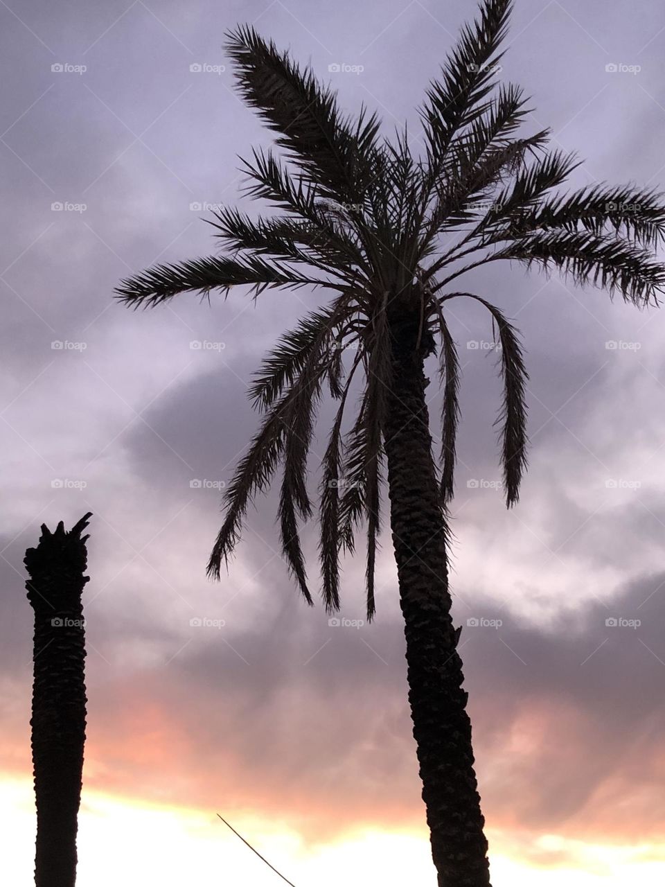 Beautiful palm tree