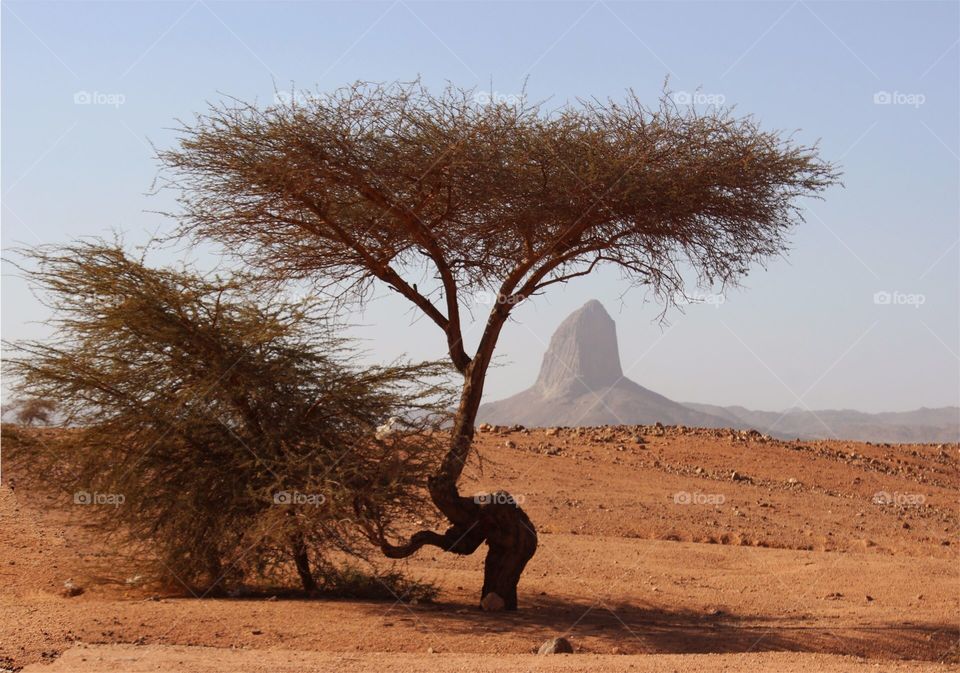 Desert with a tree
