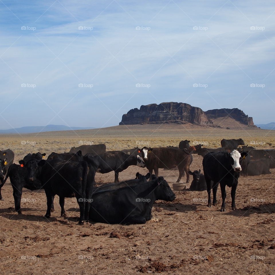Grazing cattle at a ranch outside of Ft. Rock in Eastern Oregon. 