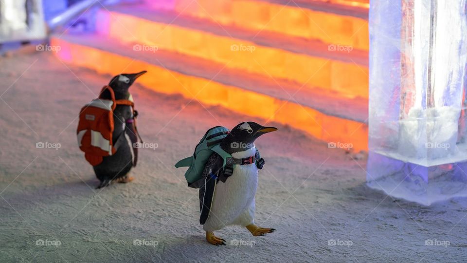 pingüinos