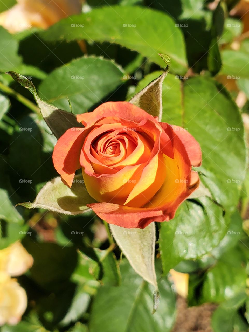 A rose of many colors