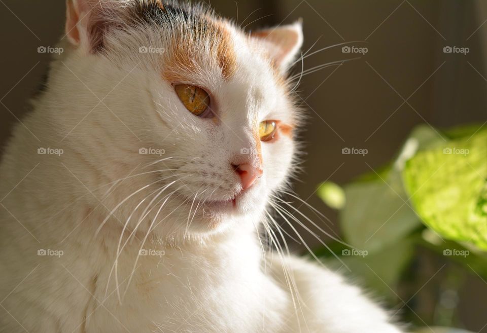 white cat funny beautiful portrait close up in sunlight