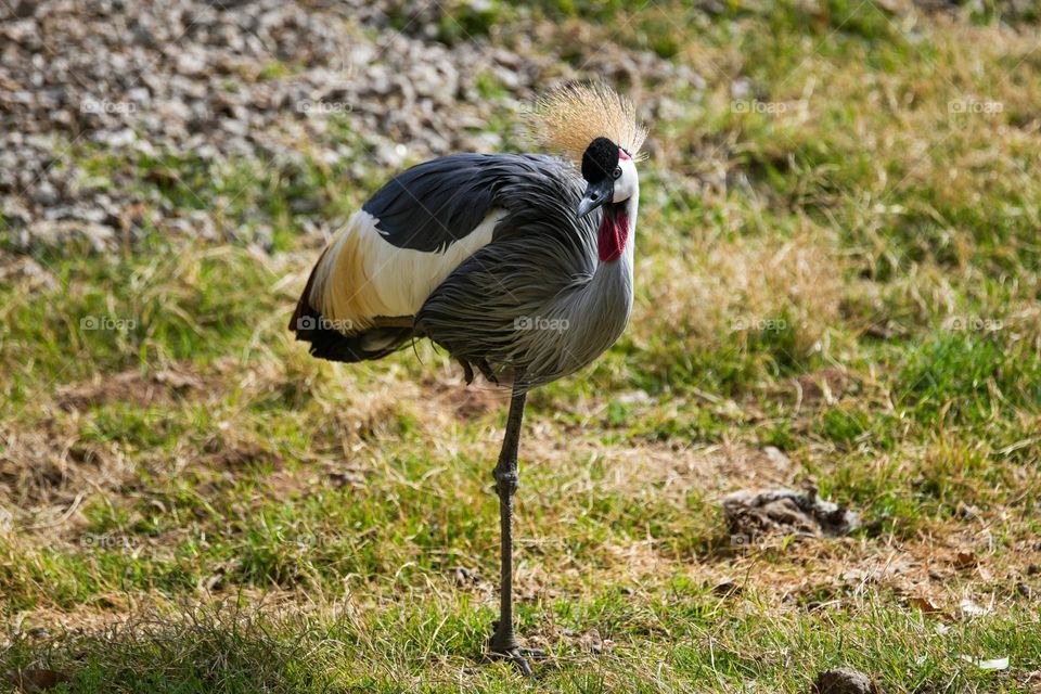 A majestic Grey Crowned Crane, often simply called a Crowned Crane stands proudly on one leg as it surveys the local human population that is taking photos of it
