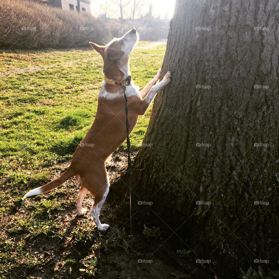  Beagle hunting tree grass sunshine dog Cute ears