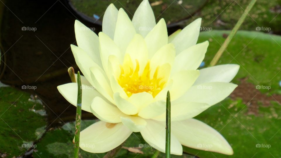 Lotus Flower