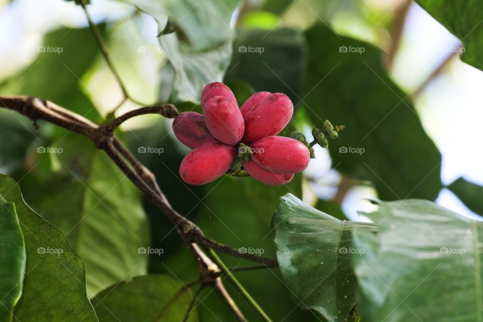 belinjo or melinjo fruit on tree