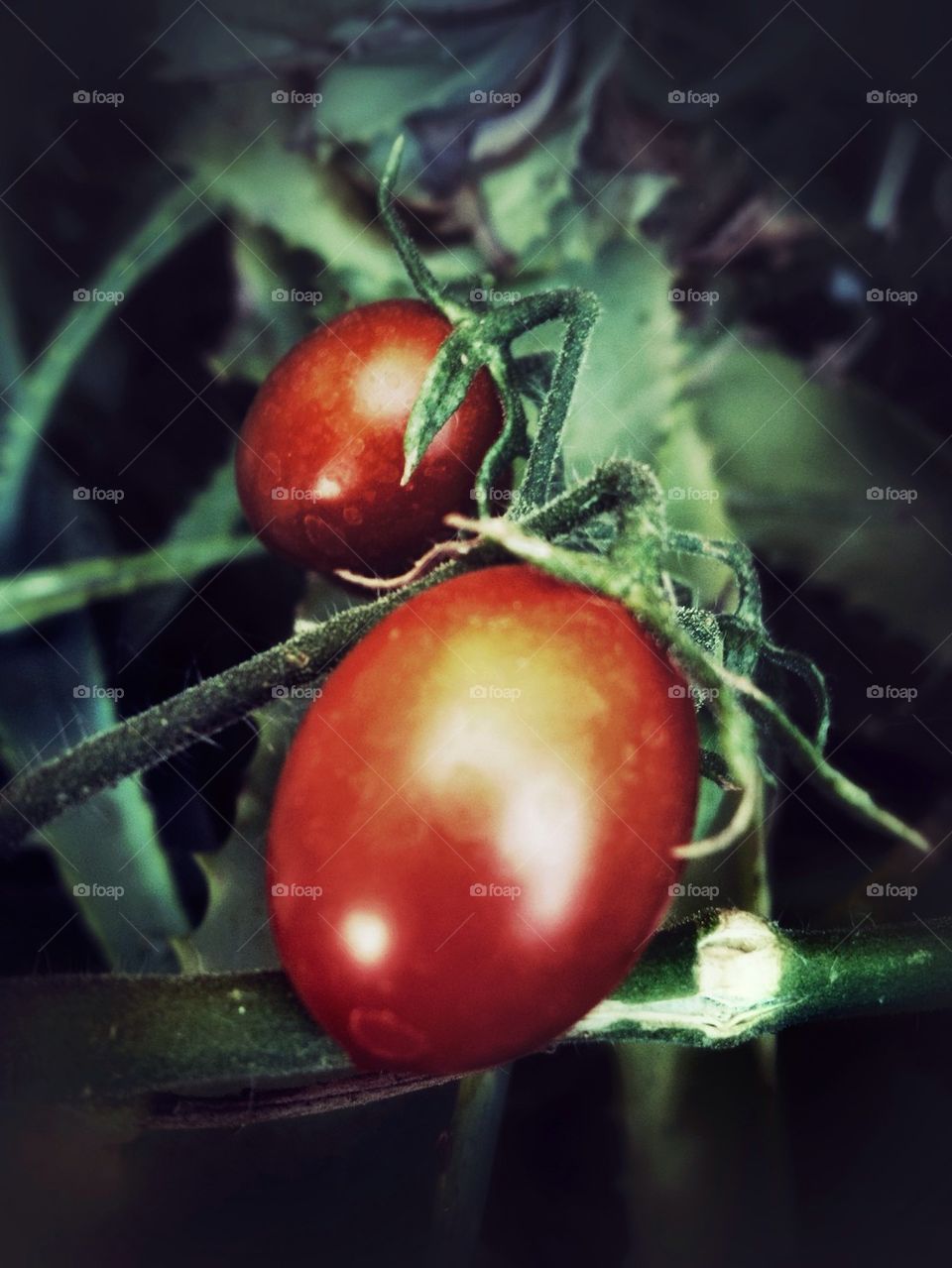 Tomatoes