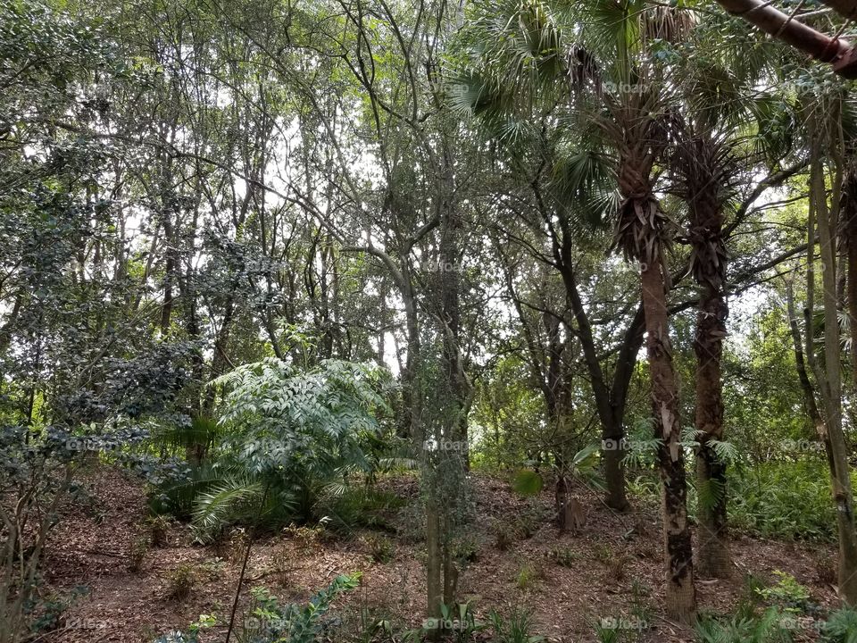 The trees provide some much-needed shelter from the summer sun.