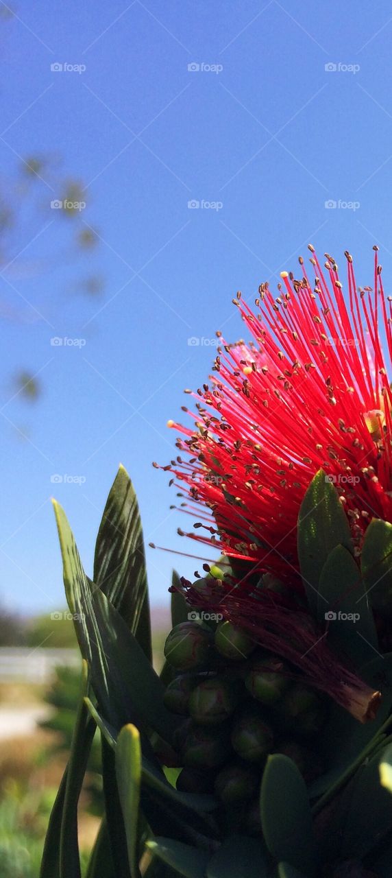 Red flower 