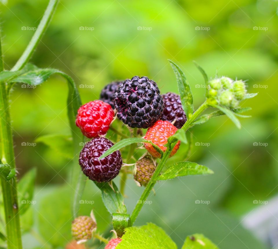 fruit