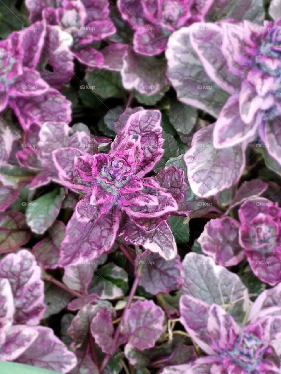 purple foliage