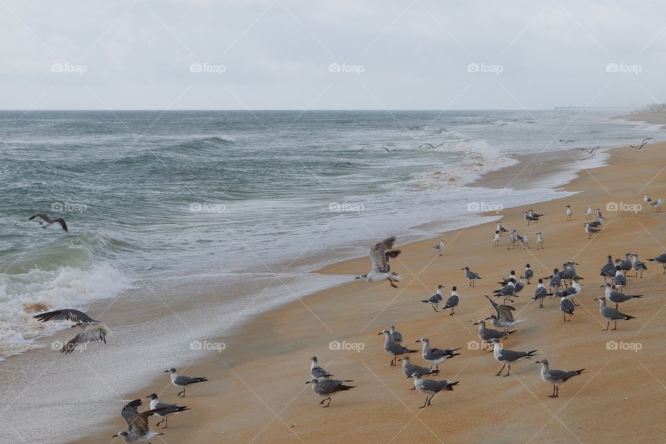 Seagulls along Atlantic Ocean FL Beach