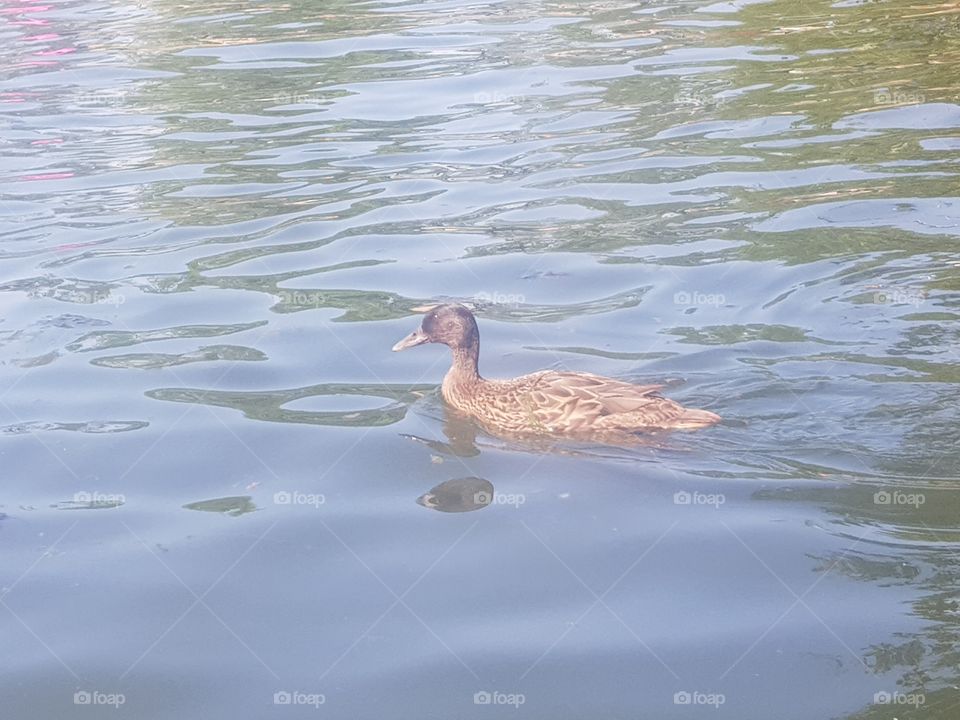 Duck is the common name for a number of bird species in the duck family (Anatidae). All Anatidae species are called "ducks", except for the Anserinae subfamily, geese and swans. Ducks are mainly aquatic birds, usually smaller than their relatives.