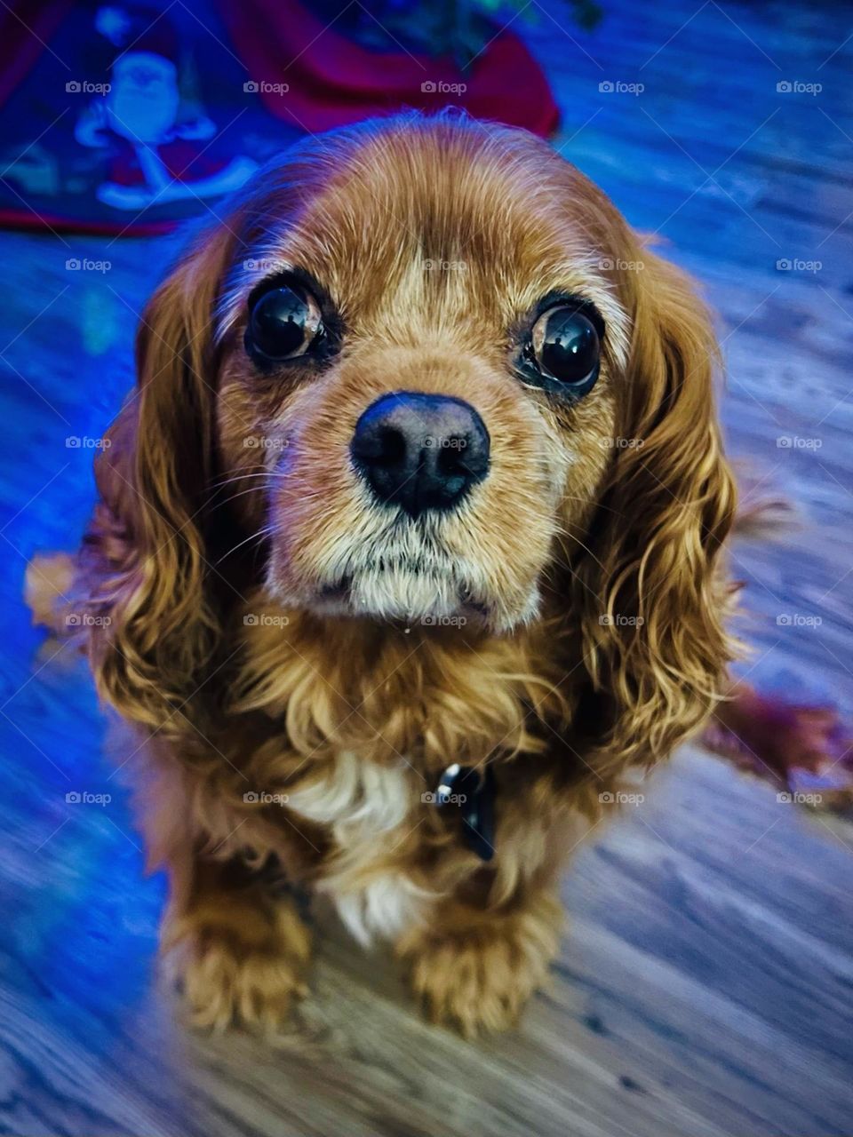  Cute old Cavalier King Charles Spaniel