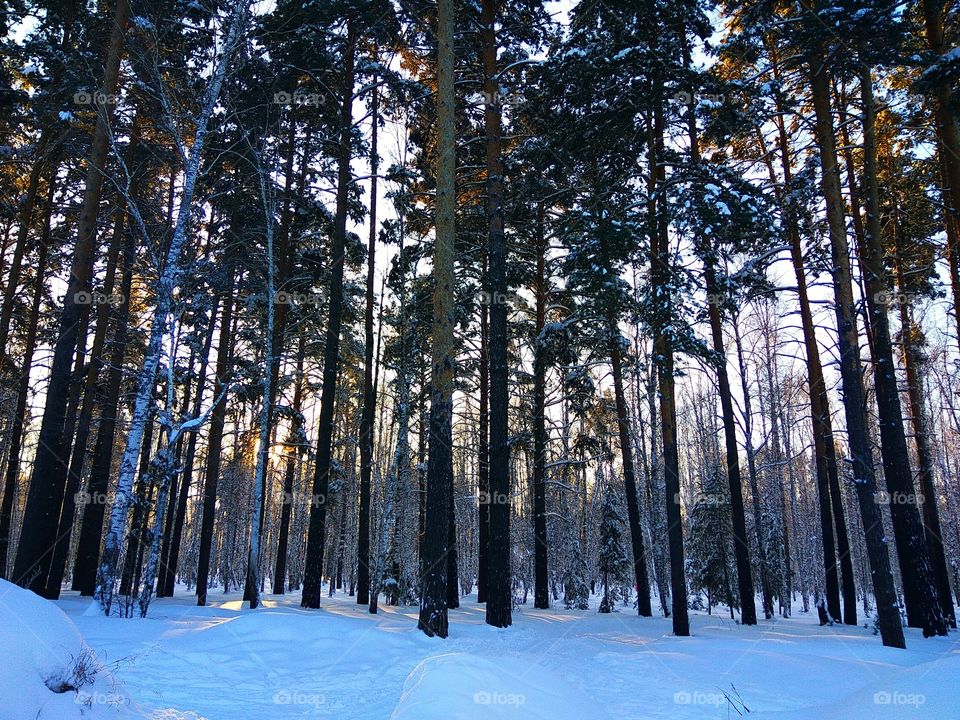 Winter forest at dawn