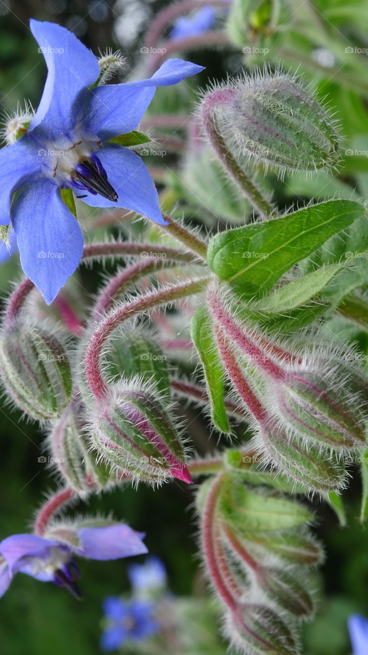 medicinal herb-borage grass -brain