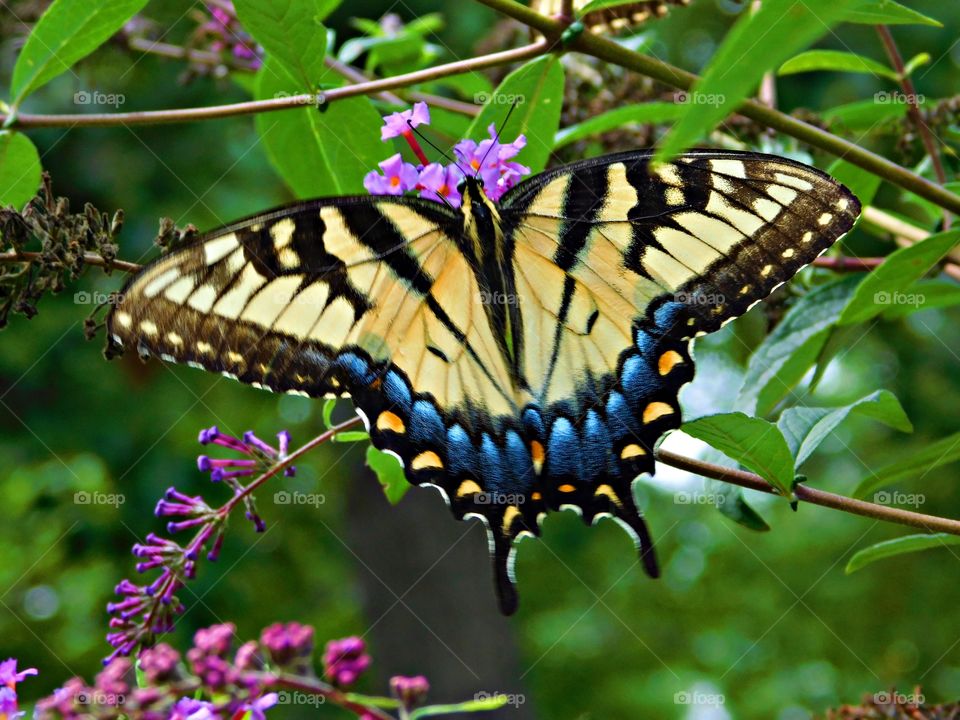The glorious Mother Nature - Eastern Tiger Swallowtail Butterfly - I photographed these beautiful butterflies in my butterfly garden