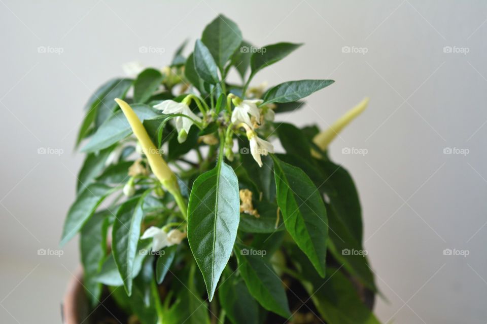 green house plants beautiful pepper decorative