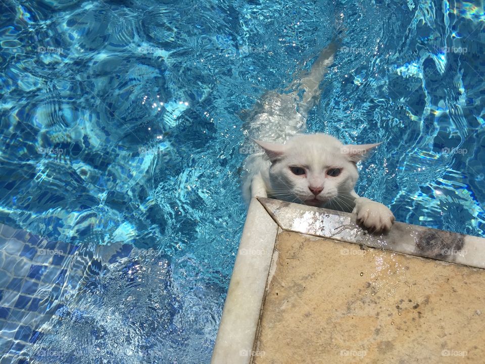 Cat in swimming pool