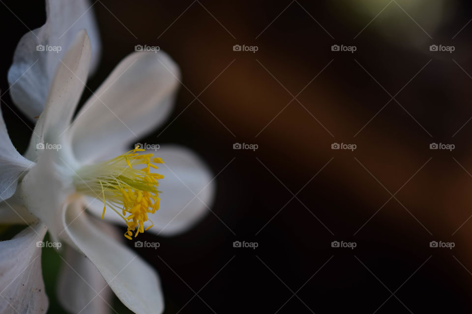 White flower in the shadows 