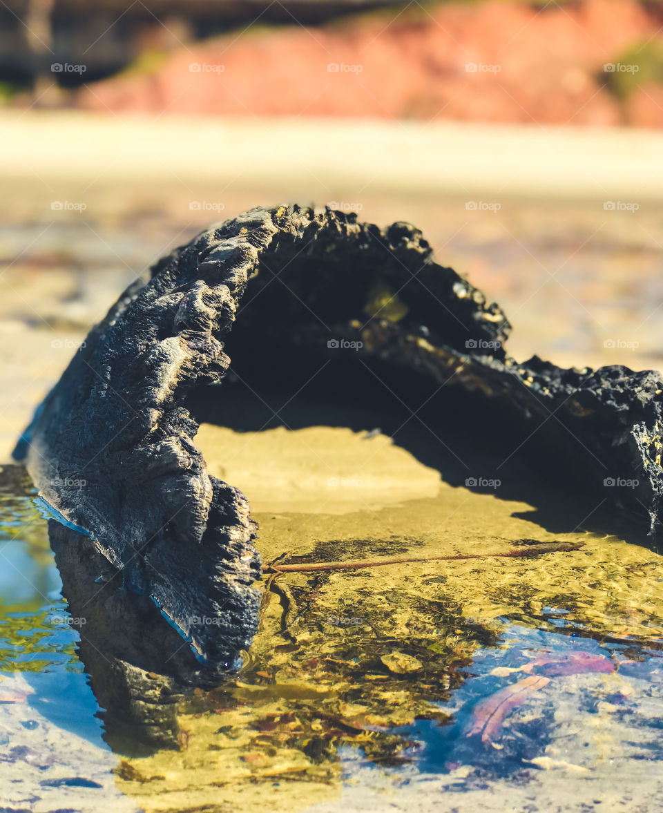 the nature is beautiful!  Tree trunk in the sea, forming a small crystalline pool