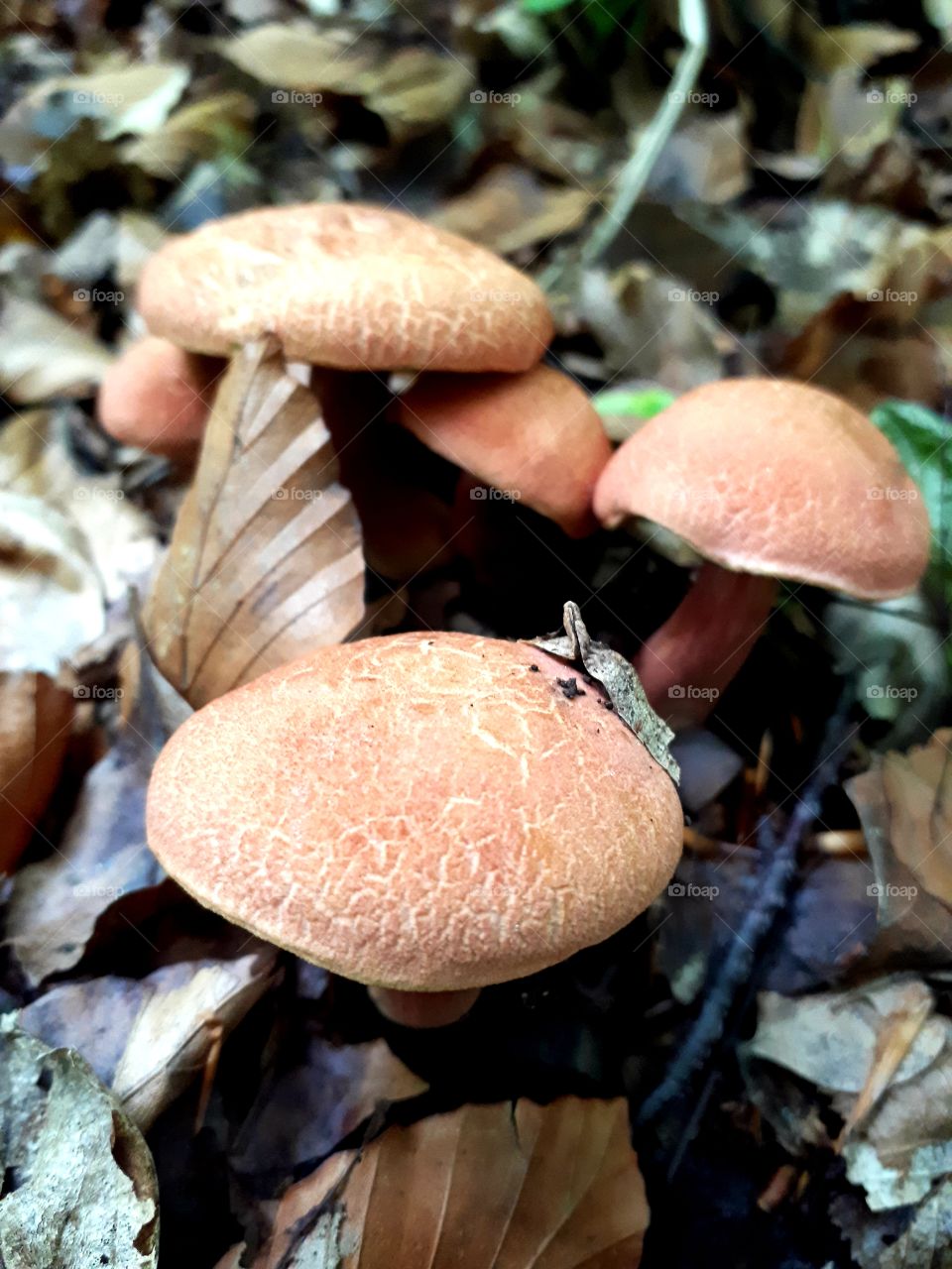 I don't know a name of this mushrooms, but i know that is a toxic mushrooms