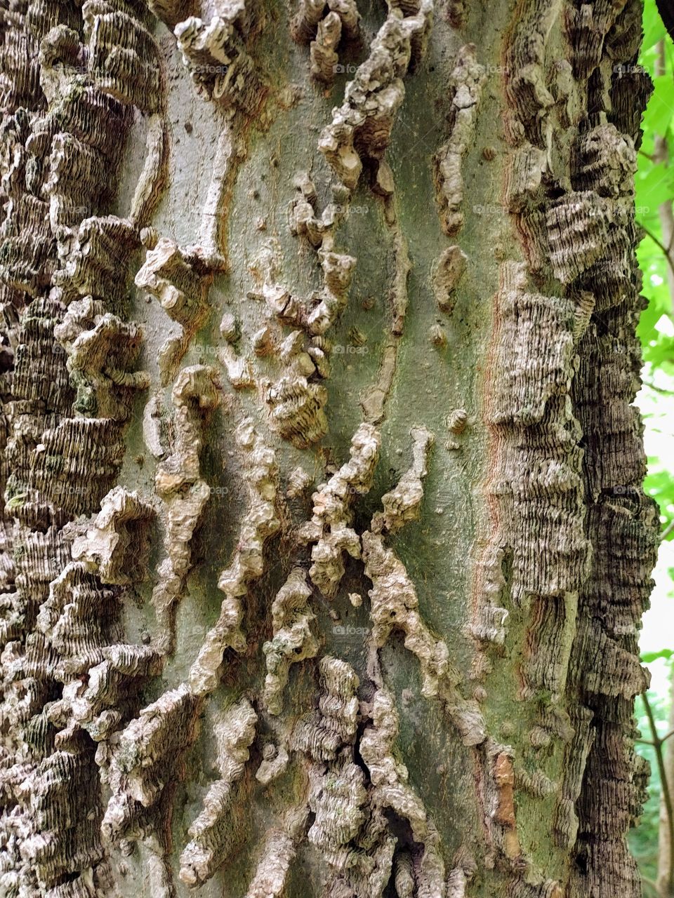 Unique Bark
