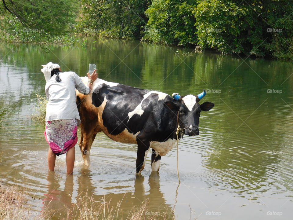 Indian rural life daily routine,  The Indian woman or lady cleaning their cattle by standing in stream.